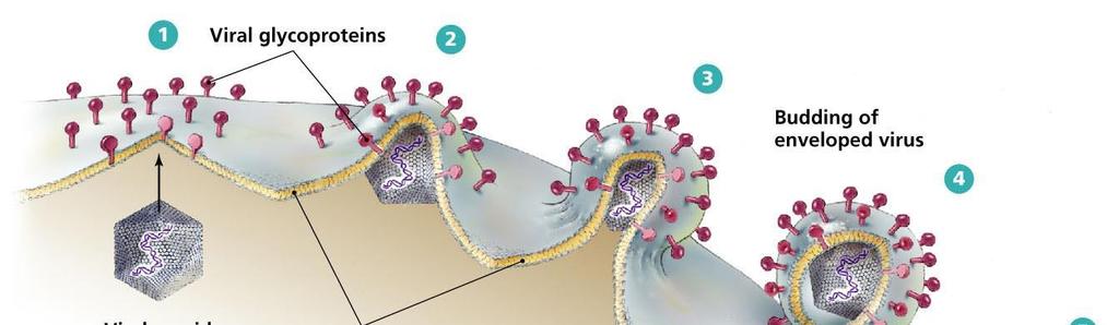 O envelope viral Bicamada lipídica derivada da célula hospedeira; A