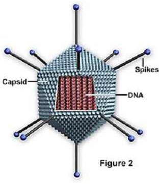 As partículas virais também possuem espículas - estruturas glicoprotéicas que se projetam a partir do capsídeo ou do envelope viral, em direção à parte