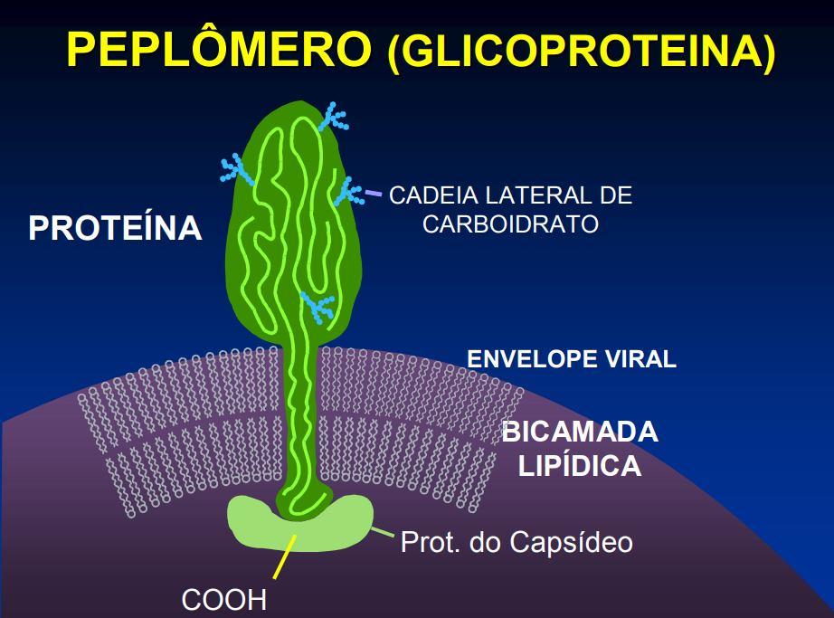 Domínio interno: montagem Oligoméricas: espículas Funcionam como