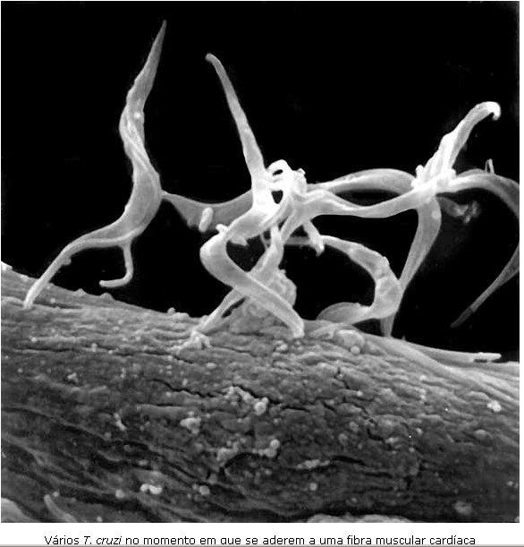 Flagelados do sangue: Trypanosoma cruzi & A Doença de