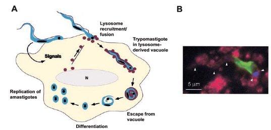 Invasão e multiplicação do T.cruzi na célula hospedeira Lisossomos: recrutamento e fusão Tripomastigota no vacúolo Dois processos: Adesão: moléculas de superfície do parasito (p.