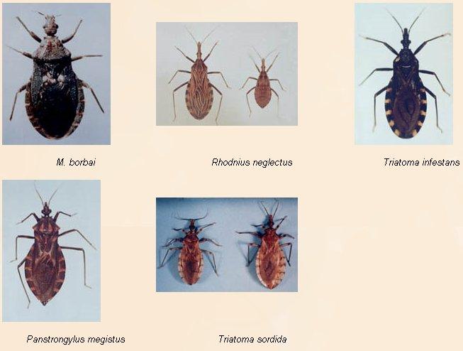 Vetor Posição sistemática a Classe Insecta a Ordem Hemiptera a Subfamília