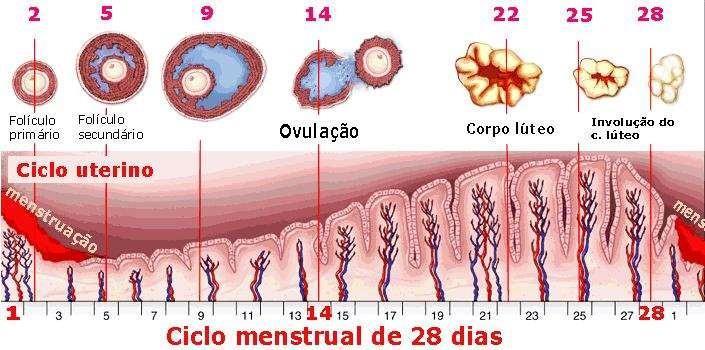 Fisiologia do Ciclo Menstrual O ciclo menstrual inicia-se no primeiro dia da