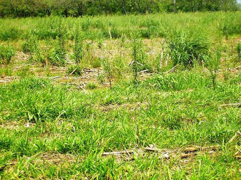 Área experimental adjacente a área comercial mostrando o efeito do manejo em consórcio e excluisivo de milho após a colheita da safra