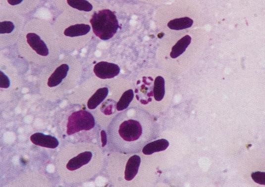 Plasmodium spp.