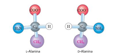 Aminoácidos e quiralidade O carbono α está ligado a 4 diferentes substituintes, tornando esse carbono um centro quiral