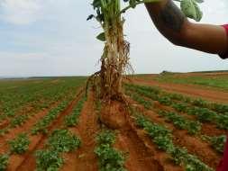 POSICIONAMENTO DO FERTILIZANTE Resposta da cultura da batata à aplicação plantio em solo de Cerrado.
