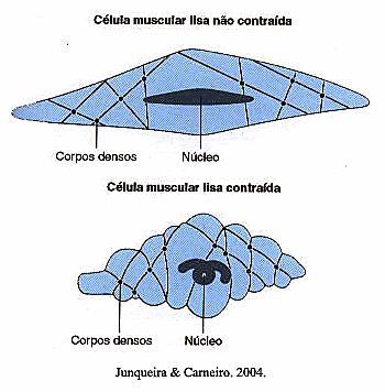 Uma determinada fibra ou não se contrai ou se contrai com toda sua