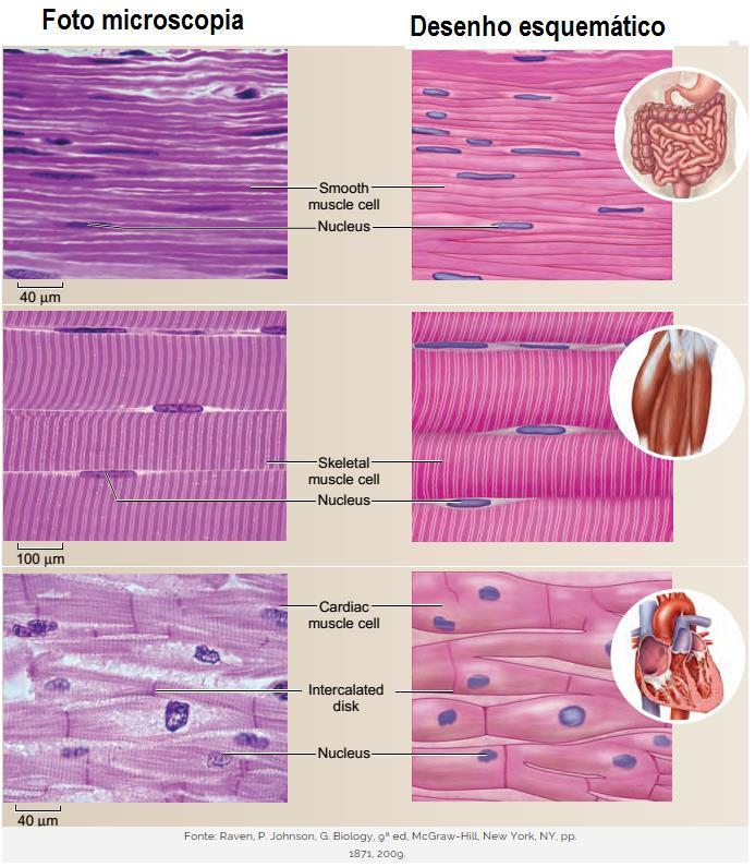Tecido Muscular Tipos de tecido O tecido muscular, responsável pelos movimentos corporais, é constituído por células alongadas e que contêm grande quantidade de filamentos citoplasmáticos,