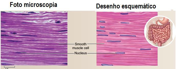 Tecido Muscular músculo liso O músculo liso é formado por aglomerados de células fusiformes que não