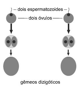 03) A técnica utilizada dispensa uma discussão ética, pois todos os embriões formados são implantados para que ocorra o desenvolvimento.