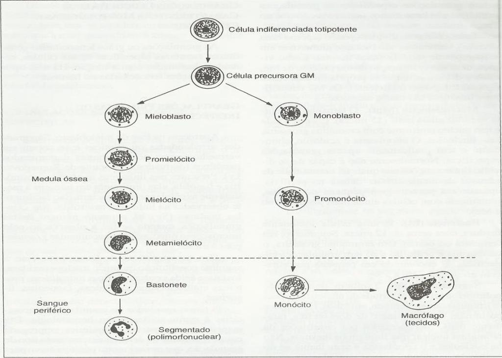 (neutrófilos, eosinófilos, basófilos) e monócitos, e a linhagem linfóide origina os linfócitos (LORENZI, 2006a).