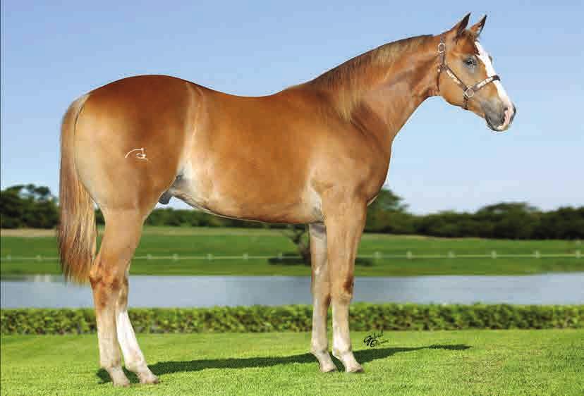 LOTE AMERICANO SUS INT 20 MACHO ALAZÃO 17/10/16 Vendedor: HARAS INTEGRAL LASTING INFLUENCE SUCESSO SKR BELA RECA RC DASH FOR CASH SURFIN SUSIE FAILAS AMBASADOR MACANUDA SKR LEOLATCH HOLLY VANDAL