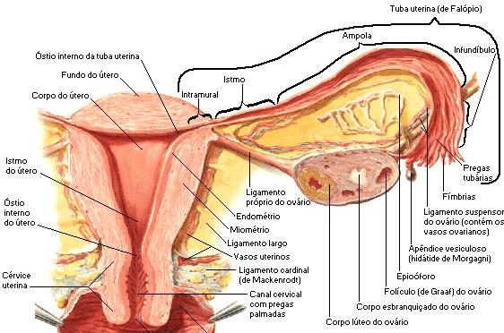 Localização Sitio da Implantação % Tuba uterina 98,3 % Região ampular 79,6 % Região istmica 12,3 % Região das