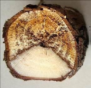 Ramos com morte descendente: é muito comum identificar morte de plantas de cima para baixo, ou seja, ramos que secam a partir da ponta em direção ao tronco.