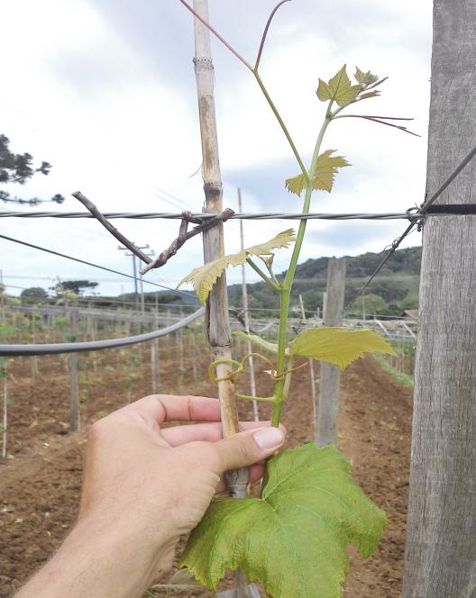 SISTEMA LATADA O sistema latada tem sido o mais utilizado na condução das parreiras nas regiões tradicionais de cultivo no Sul do Brasil, em áreas de uvas para processamento ou consumo in natura de