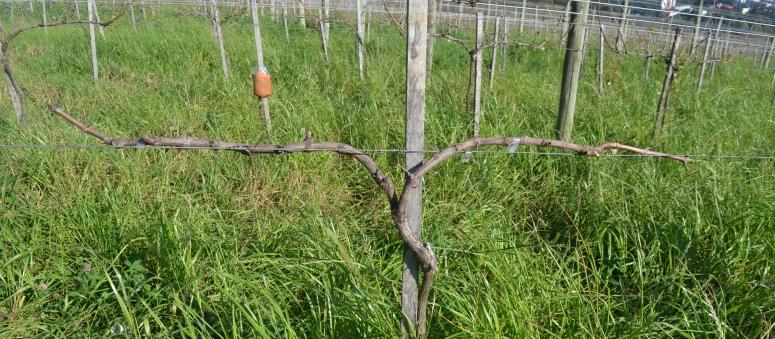 SISTEMA ESPALDEIRA No sistema espaldeira, mais utilizado para a produção de uvas Vitis vinifera para processamento ou em pequenas áreas domésticas, existem diferentes maneiras de poda que