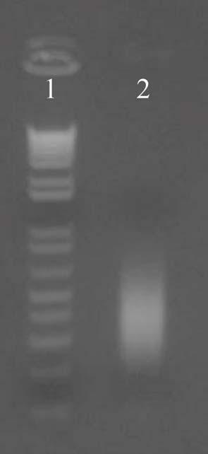 38 Resultados e Discussão Figura 23: Amplificação do DNA microdissecado (cromossomo Y) por DOP-PCR.