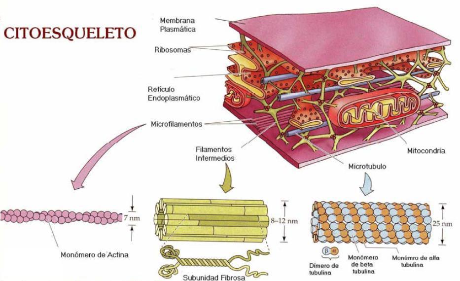 Citoesqueleto Microtúbulos (tubulina) Sustentação e proteção Modificações celulares Motilidade Estrutura de organelas Microfilamentos (actina) Organização do