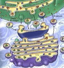 Os ribossomos da membrana do REG produzem proteínas, que