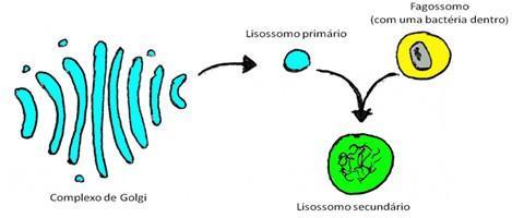 Lisossomos São pequenas vesículas produzidas no complexo golgiense contendo