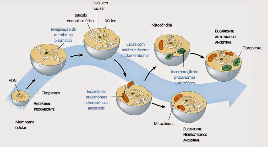 Teoria endossimbiótica Mitocôndrias e cloroplastos eram organismos procariontes que foram fagocitados por células eucariontes e passaram a viver de forma