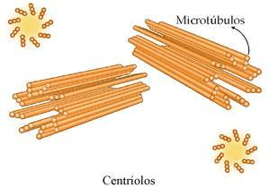 Organelas celulares EXAME NACIONAL DO Centríolos Organela não membranosa Encontrada aos pares