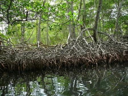 Os mangues vêm sendo destruídos pela expansão urbana e industrial,