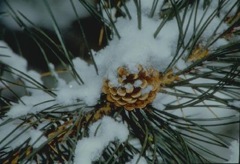 Vocabulário Aciculifoliada: folha em forma de agulha, como a do pinheiro.