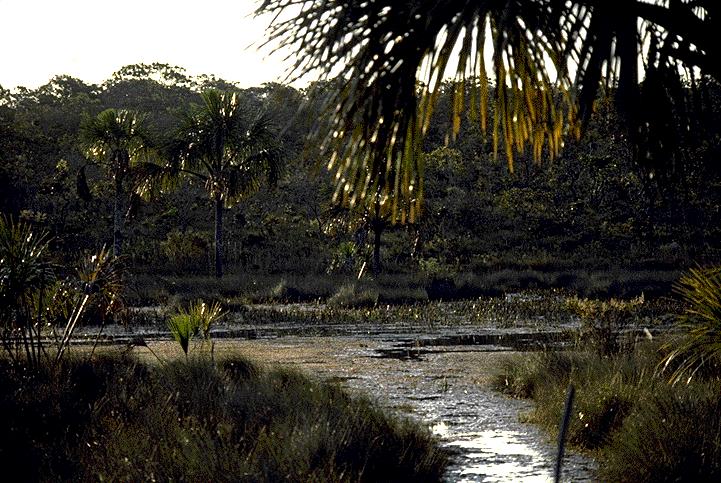 Veredas são alinhamentos de palmeiras meio de uma mata tropical,