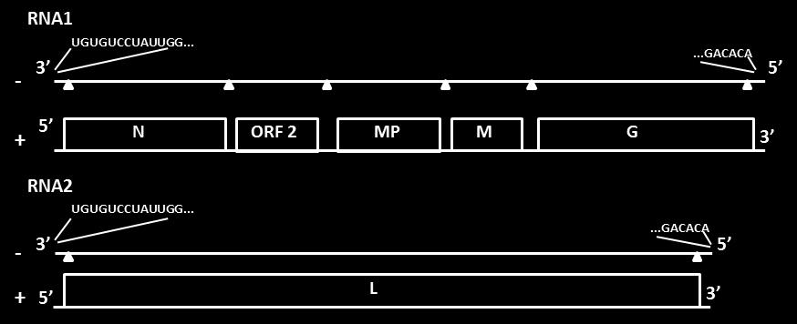 28 Figura 2 - Organização e estrutura genômica de Orchid fleck virus (OFV), proposto por Kondo et al. (2006).