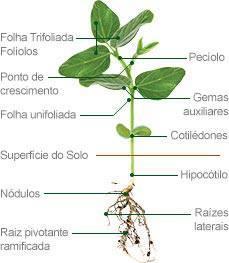CARACTERÍSTICAS GERAIS DA SOJA Família fabaceae Herbácea