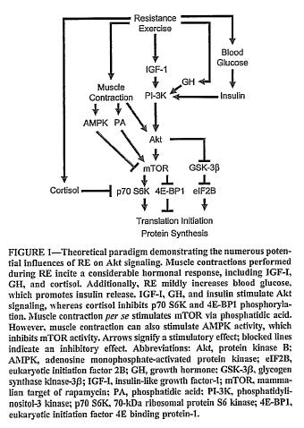 antagonista ao processo anabólico muscular (Hipertrofia) (Lu et al., 1997; Brownlee et al., 2005, citados por Cadore et al., 2008; Kraemer et al., 1999; Häkkinen e Pakarinen, 1994).
