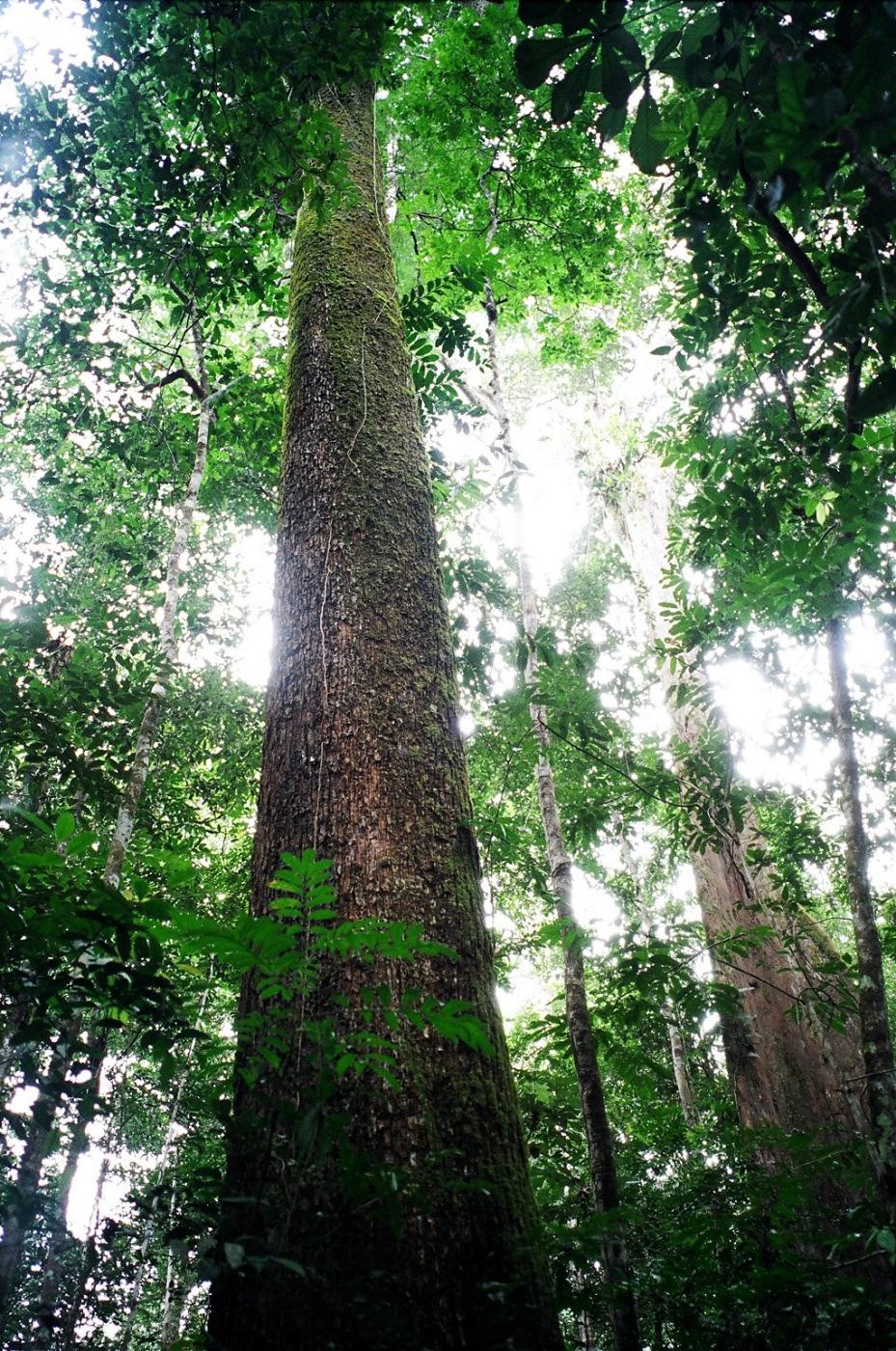 Políticas para um Brasil inovador e sustentável» Incentivo à produção e ao consumo de bens de menor impacto ambiental, com redução e simplificação da carga tributária;» Desenvolvimento de marcos