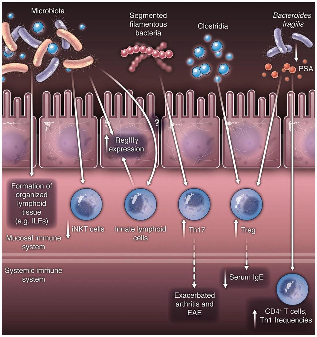 Microbioma e Sistema Imune Os microorganismos que habitam o ser humano têm uma relação altamente evoluída com o sistema imunológico.