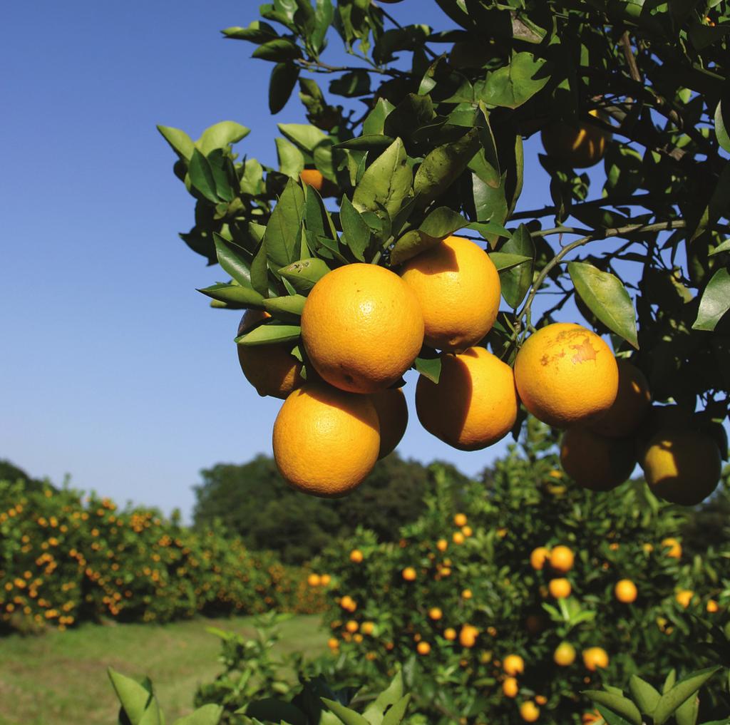 Julho de 2007 Agroanalysis 15 O avanço dos pomares em direção ao sudoeste e, em conseqüência, o crescimento da sua produção de laranja poderão, em breve, viabilizar maiores investimentos em unidades