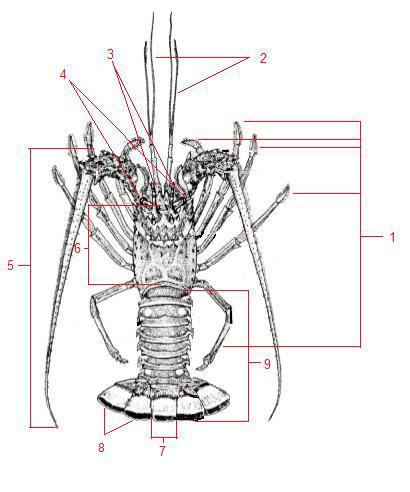 23 Figura 2 - Morfologia externa da lagosta.