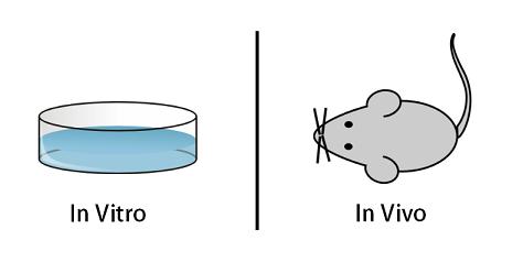 Bioacessibilidade: Metodologias de determinação Diferentes metodologias disponíveis para determinar a bioacessibilidade de compostos/contaminantes in vitro versus in vivo Heterogeneidade da