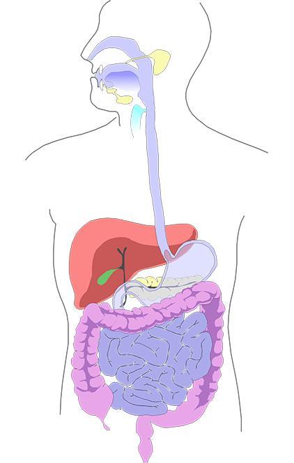 Bioacessibilidade Metodologias de determinação in vitro Simulam as