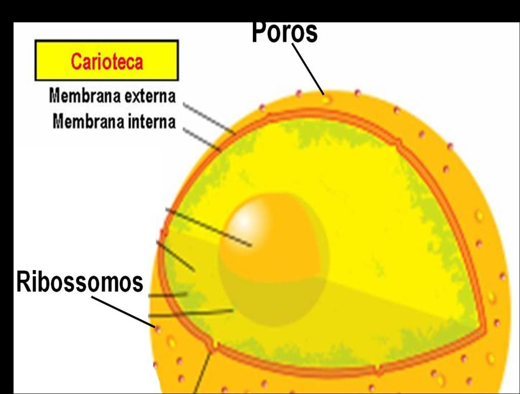 CARIOTECA ou ENVELOPE NUCLEAR O envelope nuclear apresenta membrana dupla com poros, através dos quais ocorre a