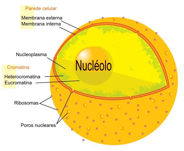 NUCLEOPLASMA ou CARIOLINFA - NUCLÉOLO A cromatina está mergulhada em um líquido, o nucleoplasma ou cariolinfa.