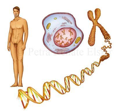DNA Nucléolo