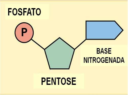 tipos de substâncias químicas: Uma base nitrogenada; Uma pentose; Um