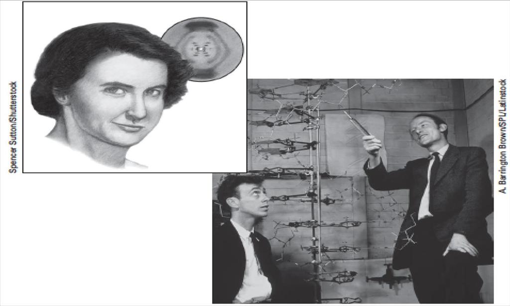 O modelo da dupla hélice Pelo seu trabalho, Watson, Crick e Wilkins ganharam o prêmio Nobel de Medicina ou Fisiologia em