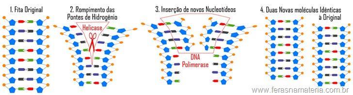 Antes da duplicação, enzimas DNA-polimerase desenrolam as duas hélices e quebram as ligações de hidrogênio.