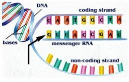 RNA mensageiro (RNAm) leva o código do DNA para o