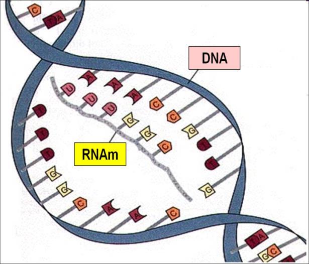 SÍNTESE DO RNAm - pág.124 Na transcrição, apenas uma das fitas de determina-do trecho do DNA é usada para a síntese do RNAm.