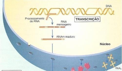 DNA Processamento do RNA RNAm