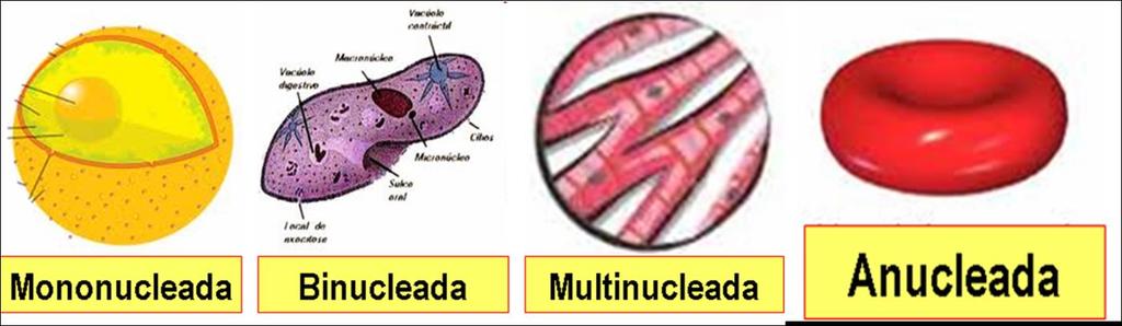 NÚMERO DE NÚCLEOS Quase sempre há um núcleo por célula, mas também existe células plurinucleadas. Mononucleada: (1 núcleo) maioria das células.