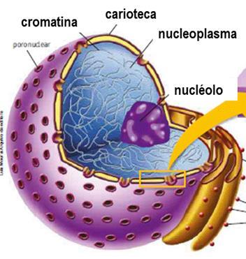 1 COMPONENTES DO NÚCLEO p.120 O núcleo é uma estrutura característica dos eucariontes. Dentro dele está o material genético, responsável: pelo controle das atividades da célula.